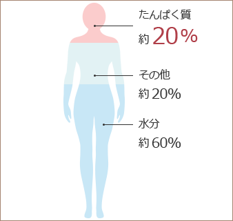 人のからだとアミノ酸