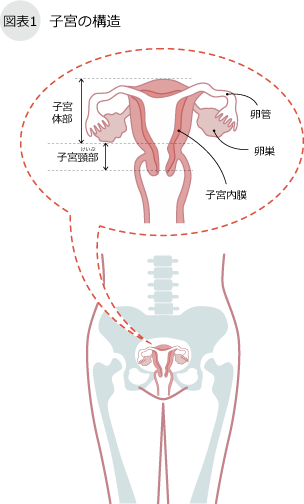 子宮の構造