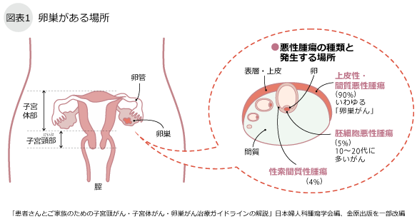 卵巣がある場所